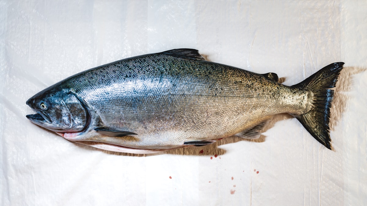Wildlachs